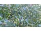 Wherrol Flat NSW 2429