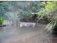 Mooral Creek NSW 2429