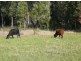 Wingham NSW 2429