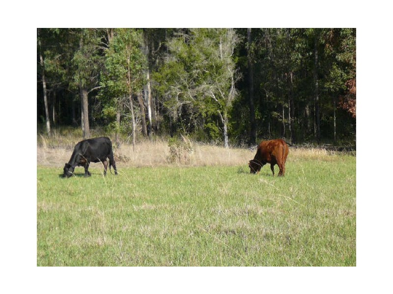 Wingham NSW 2429