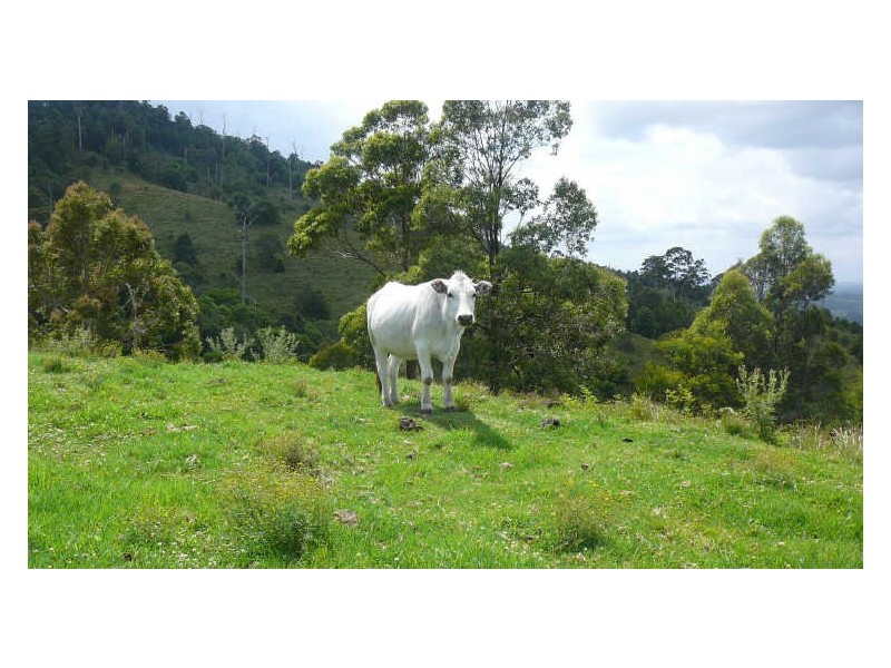 Mooral Creek NSW 2429