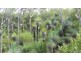 Mount George NSW 2424