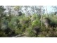 Mount George NSW 2424