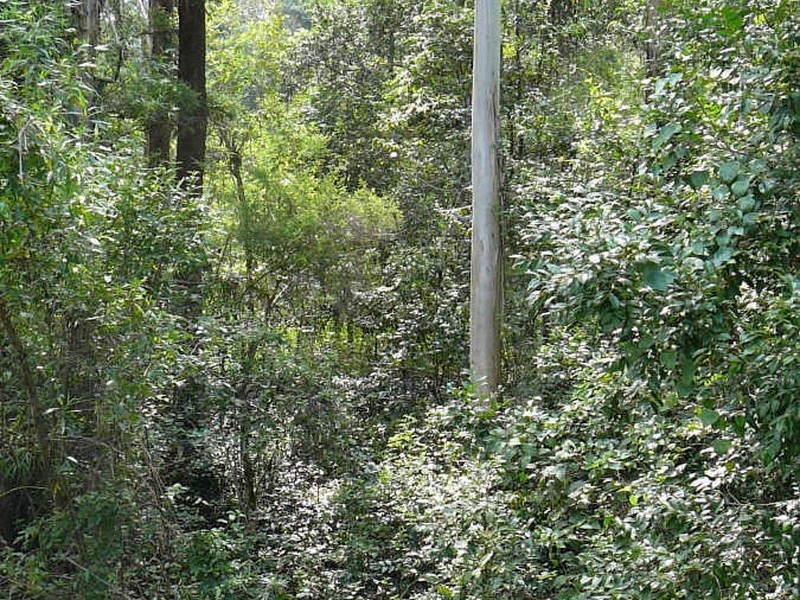 Mount George NSW 2424