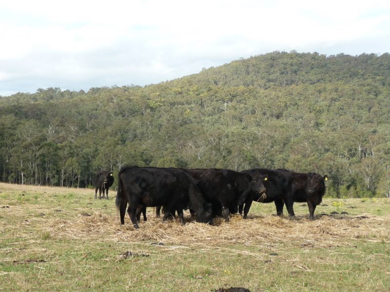 Wherrol Flat NSW 2429