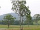 Wherrol Flat NSW 2429