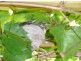 Wherrol Flat NSW 2429