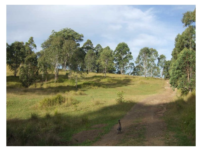 Strathcedar NSW 2429