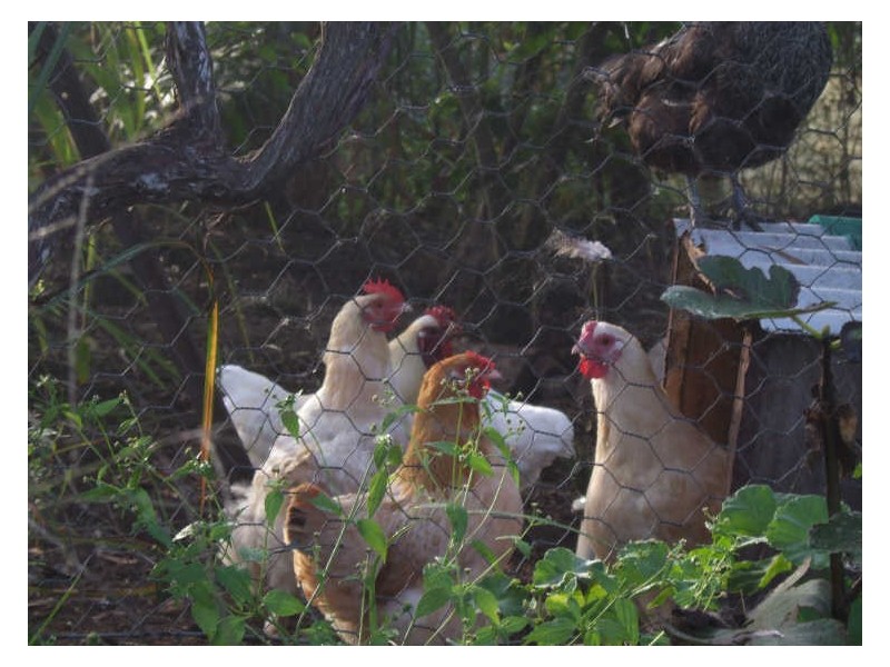 Strathcedar NSW 2429