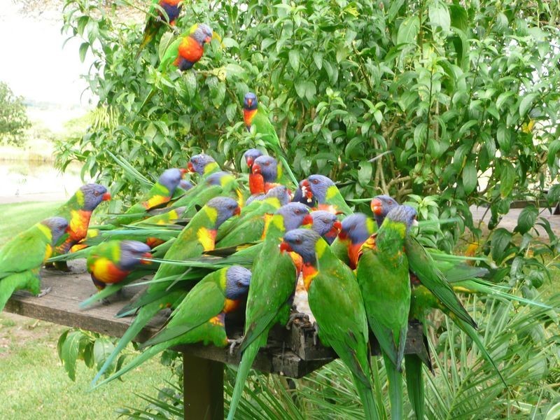 699 Tinonee Road, Mondrook NSW 2430