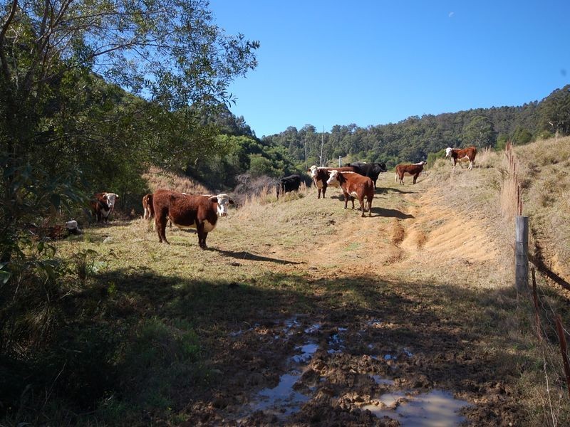 Mooral Creek NSW 2429