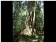 Wingham NSW 2429
