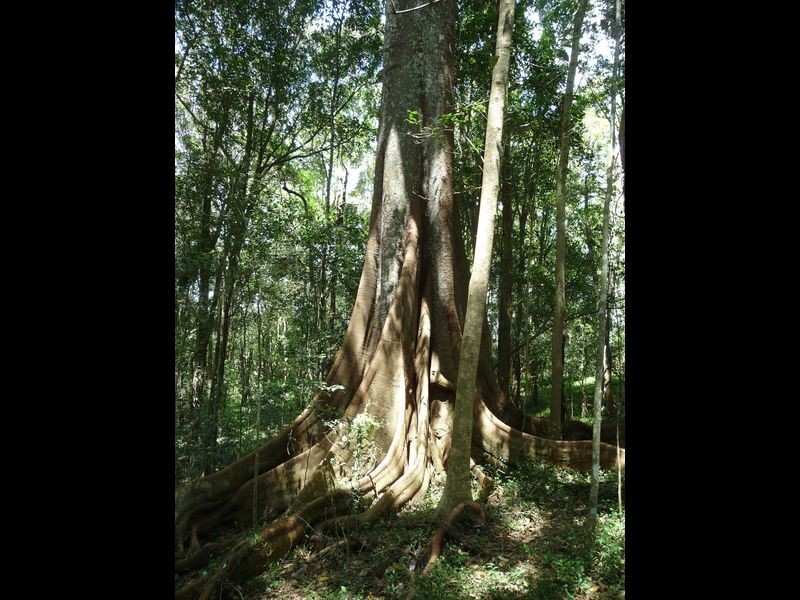 Wingham NSW 2429