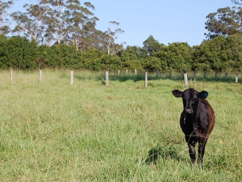 Nabiac NSW 2312