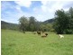 Wherrol Flat NSW 2429