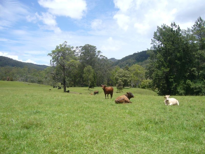 Wherrol Flat NSW 2429