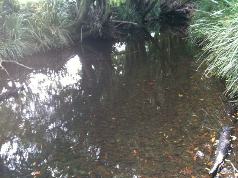 Strathcedar NSW 2429