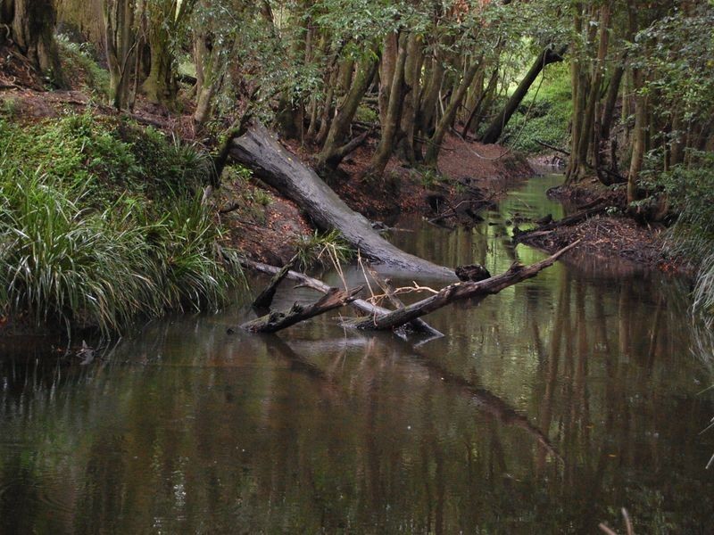 Dyers Crossing NSW 2429