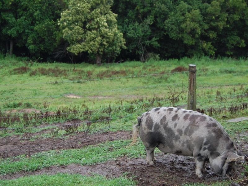 Dyers Crossing NSW 2429