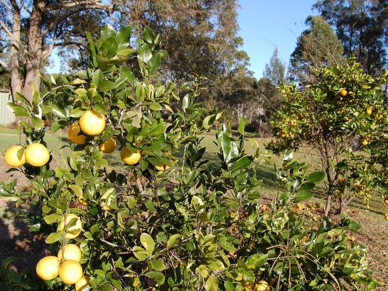 Firefly NSW 2429