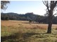 Firefly NSW 2429