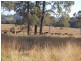 Firefly NSW 2429