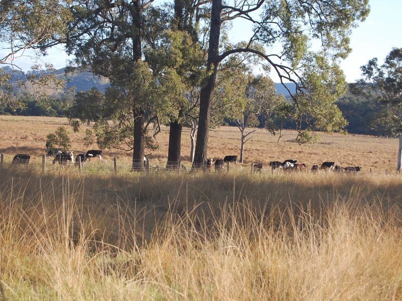Firefly NSW 2429
