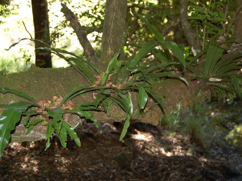 Mooral Creek NSW 2429