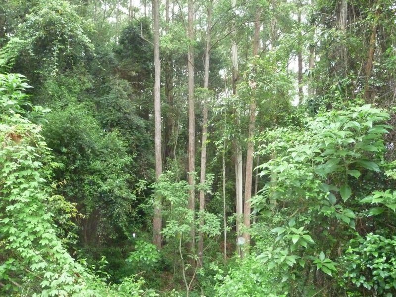 Upper Lansdowne NSW 2430
