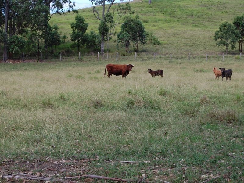 Burrell Creek NSW 2429