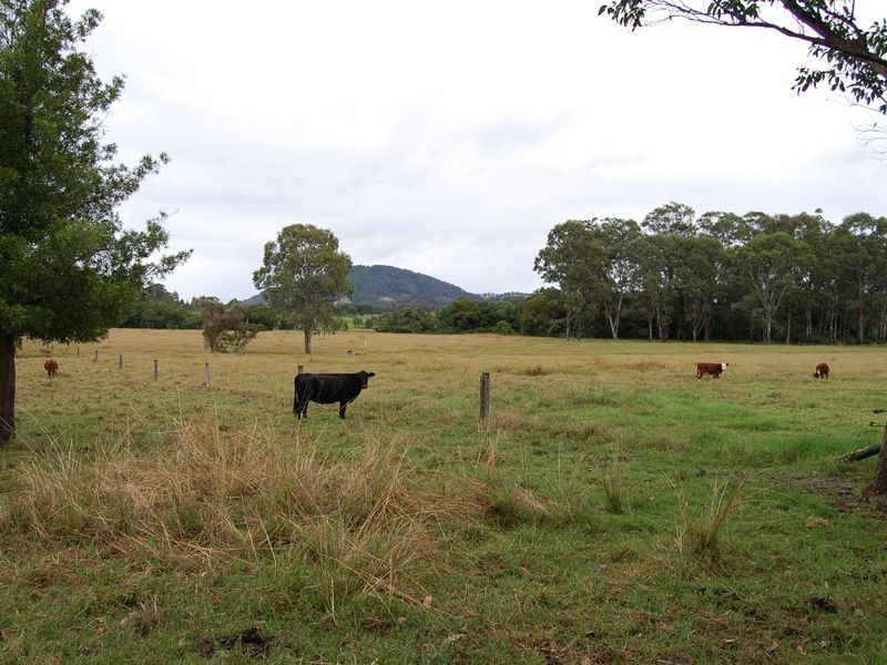 Cedar Party NSW 2429