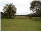 Cedar Party NSW 2429