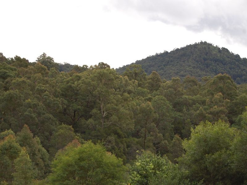 Marlee NSW 2429