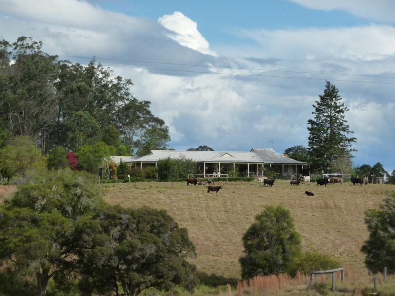 Cedar Party NSW 2429