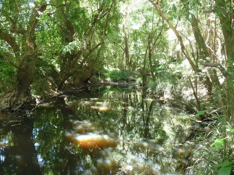 Cedar Party NSW 2429