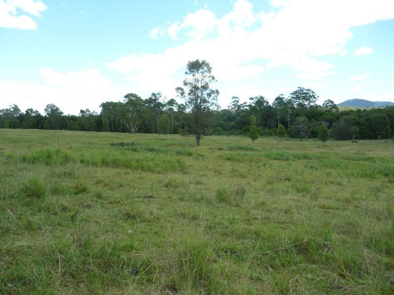 Cedar Party NSW 2429