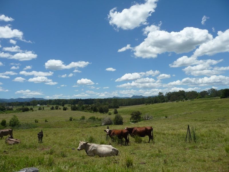 Cedar Party NSW 2429