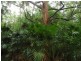 Firefly NSW 2429