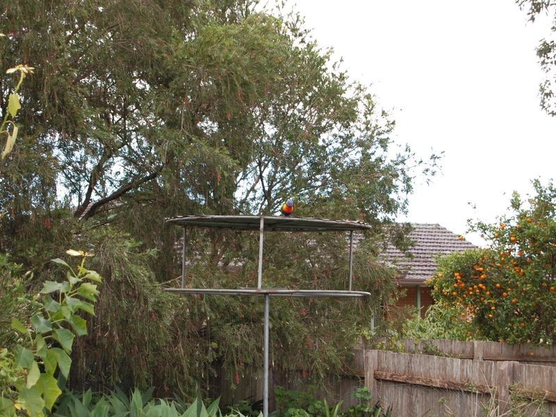 3 Appaloosa Place, Wingham NSW 2429