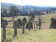 Firefly NSW 2429
