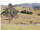 Firefly NSW 2429