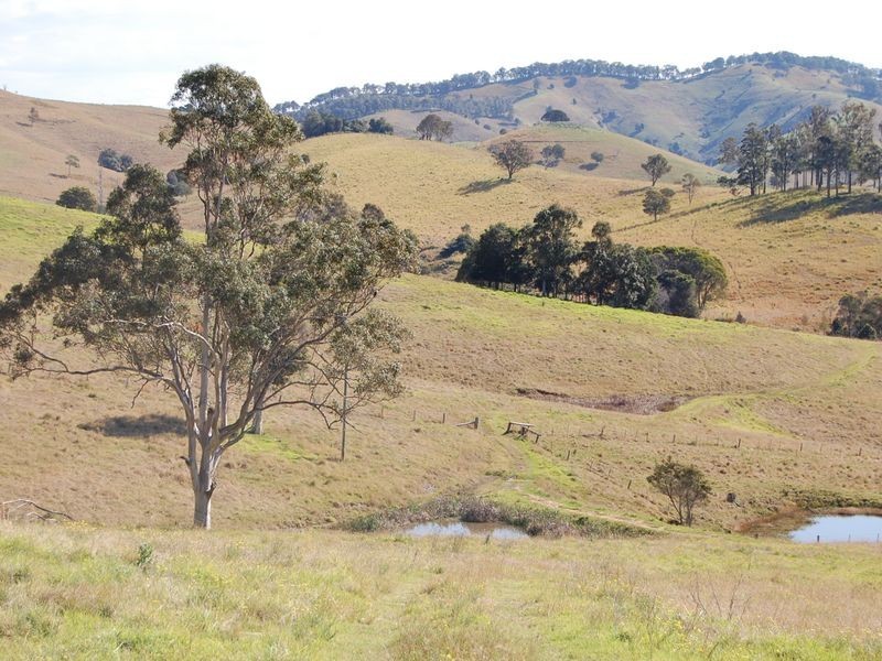 Firefly NSW 2429