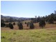 Firefly NSW 2429