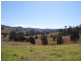 Firefly NSW 2429