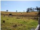 Firefly NSW 2429