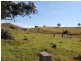Firefly NSW 2429