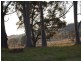 Firefly NSW 2429