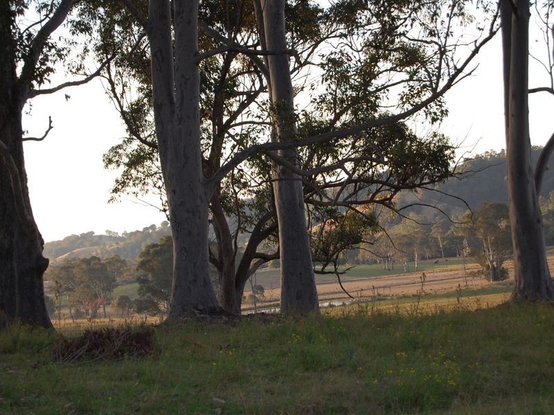 Firefly NSW 2429