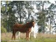 194 Skyline Drive, Wingham NSW 2429