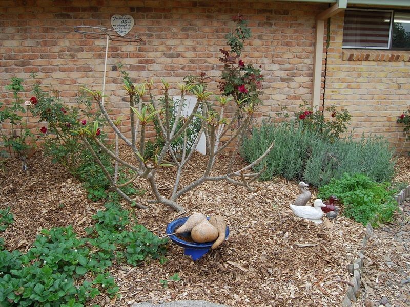 24 Wyoming Street, Wingham NSW 2429